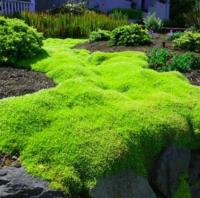 Кормушка ościsty лучше, чем трава, вечнозеленый limon