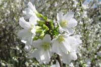 Wiśnia Japońska Yamadei wczesna kulisty pokrój P9