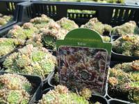 Ройник, Ройники Рубин 1-170