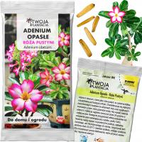 Adenium Obesum семена Роза пустыни мини баобаб суккулентный бонсай 5 семян