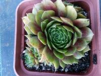 Ройник 380 Корунд розоватый с зеленым краем