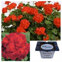 Герань Ринго Кардинал F1