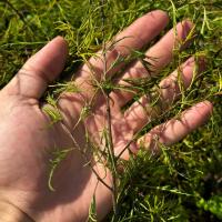 Brzoza brodawkowata 'Karaca' Karłowata Miniaturowa (Betula pendula) 2.0L