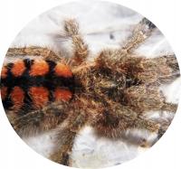 Avicularia minatrix L2/3 (SpidersForge)