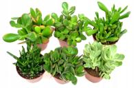 Crassula - ZESTAW 6 szt sukulenty na parapet roślina mix nr 2 P8
