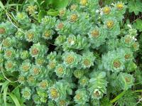 РОДИОЛА РОЗОВАЯ-ЗЛОТЫЙ КОРЕНЬ-RHODIOLA ROSEA