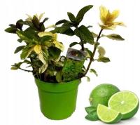 МЯТА ЛАЙМ РАССАДА В ГОРШКЕ ДЛЯ КУХНИ И ДОМА