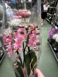 Storczyk żywy JmP 30/40cm 2 pędy multiflora miniaturka