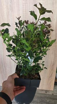 Ostrokrzew kolczasty Ilex aquifolium piękny dyża sadzonka