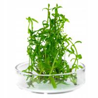 Pogostemon yatabeanus invitro porcja 5szt roślina do akwarium