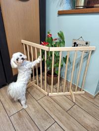 Barierka dla psa DREWNIANA Płotek Składana Ochronna MAŁE RASY 90/61cm