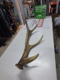 ОЛЕНЬИ РОГА КОЛЛЕКЦИОННЫЕ РОГА ОДИН РОГ 52 СМ