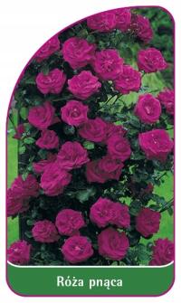 Róża pnąca 319 etykiety szkółkarskie