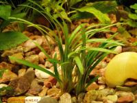 INVITAL Ophiopogon minima koszyk Ø 5,5 cm