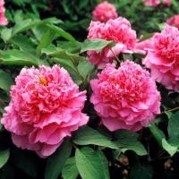 Пион древесный смешанный цвет Paeonia suffruticosa 4 семена морозостойкий