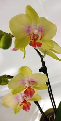 PHALENOPSIS storczyk multiflora 1 ceramika