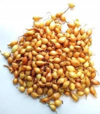 Cebula Dymka Zimująca SENSHYU YELLOW 500 g