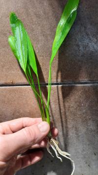 Echinodorus VIRIDIS Ładne SADZONKI rozm.M