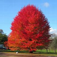 Амвросий американский сладкий запах красивый цвет рассада C2