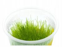 Mech SPIKY moss kubek 10cm in vitro