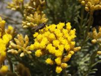 ИТАЛЬЯНСКАЯ КОЧАНКА-CARRY И MAGGI В ОДНОМ-HELICHRYSUM ITALICUM