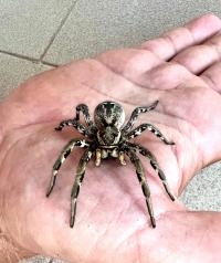 Lycosa tarantula l5/6 (spiderbreeder)