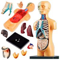 CIAŁO CZŁOWIEKA MODEL ANATOMICZNY NARZĄDY CZŁOWIEK ZABAWKI EDUKACYJNE 6+