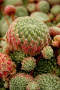 Семпервивум инфузионный