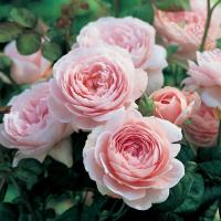 'Queen of Sweden-английская/парковая роза душистая Дэвид Остин голый корень