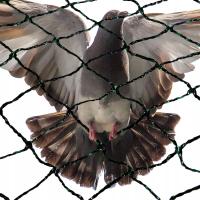 Wytrzymała siatka przeciw ptakom na balkon i drzewka 30g/m2 - 8x8 m