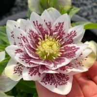 Морозник двойной Эллен белый пятнистый-пятнистый, рассада P11 / 1 л