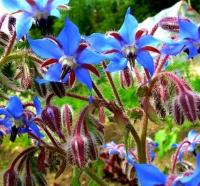 огуречник семена 1000шт ***