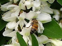 Akacja robinia akacjowa MIODODAJNA sadzonki 80-100cm