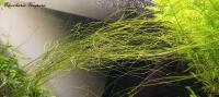 Eleocharis Vivipara 30 sadzonek drugi trzeci plan od fibell