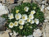 КОВЕР ЦВЕТОВ Słonecznica многолетнее растение, на скальняк