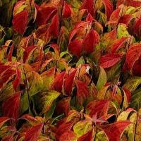 DEREŃ ROZŁOGOWY KELSEYI KARŁOWY KAMELON WŚRÓD ROŚLIN