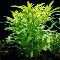 POGOSTEMON OCTOPUS - растение для аквариума