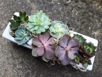 Суккулент Echeveria Mix 5 шт.