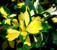 Шмель sunspot на изгороди откос