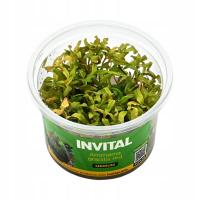 INVITAL Ammania gracilis red in vitro Ø 7 cm