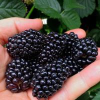Ежевика без шипов Black Butte 2L огромные фрукты 5 см