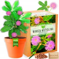 Набор для выращивания растений Мимоза застенчивая семена MIMOSA pudica XL