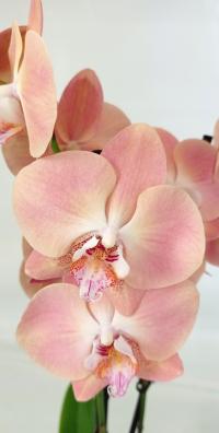 PHALENOPSIS storczyk x