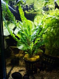 Hygrophila sp. pinnatifida - KOSZYK