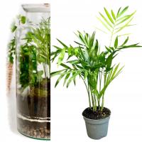 PALMA KORALOWA Chamedora ROŚLINA ŻYWA IDEALNA DO LASU W SŁOIKU SZKLE