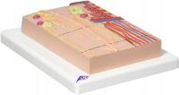 3B Scientific K10/1 Nephrons i naczynia