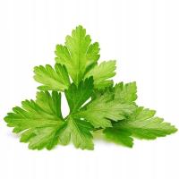 Sadzonki kolendry Click and Grow 3 szt.