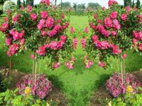 Róża pienna RÓŻOWA ZWISAJĄCA /I gat. 2 oczka NR 311