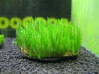 Mech Distichophyllum Maibarae Moss rarytas