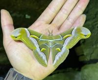 Бабочка Philosamia Cynthia Показывает Редкое Коллекционное Насекомое